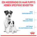 Royal Canin Mini Starter Mother & Babydog - Puppy-Hondenvoer - 4 kg - hondenbrokken