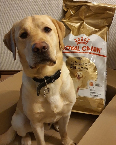 Royal Canin Labrador Retriever Adult 5+ - Hondenvoer - 3 kg - hondenbrokken