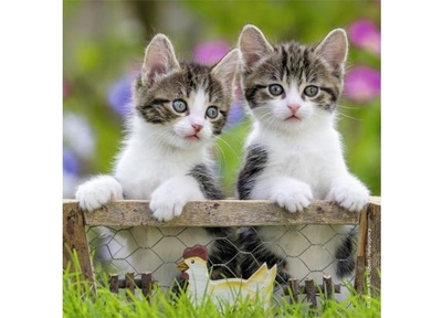 Ravensburger puzzel katten - 3x49 stukjes - kinderpuzzel