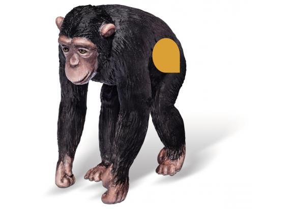 Ravensburger - Tiptoi Chimpansee