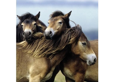 Ravensburger puzzel Schattige Pony's - 3x49 stukjes - kinderpuzzel